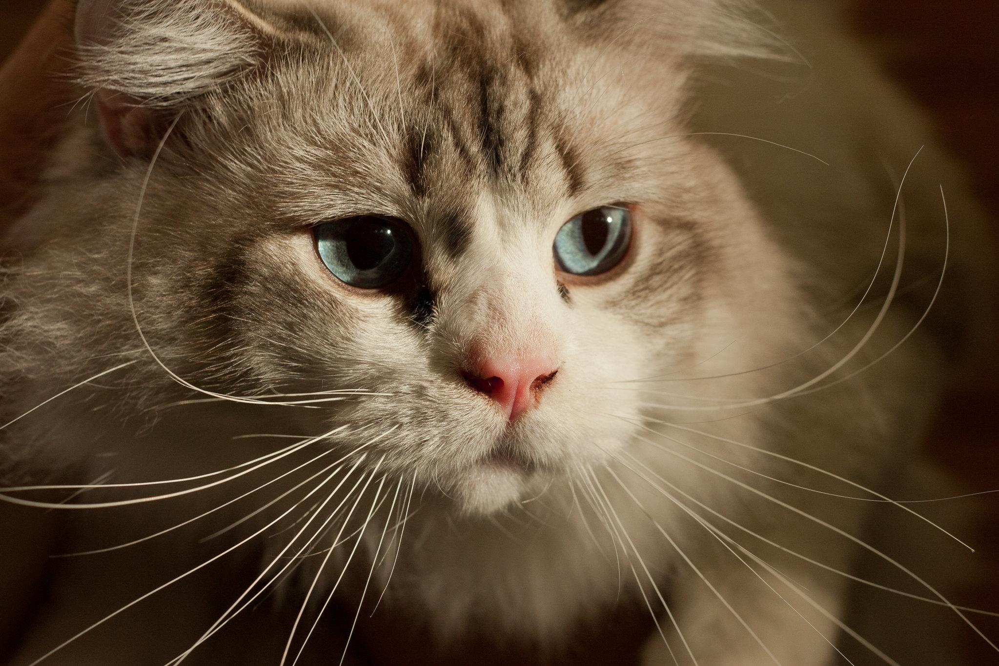 Mèo Anh lông dài - Đặc điểm, phân loại, giá bán và cách nuôi - 34
