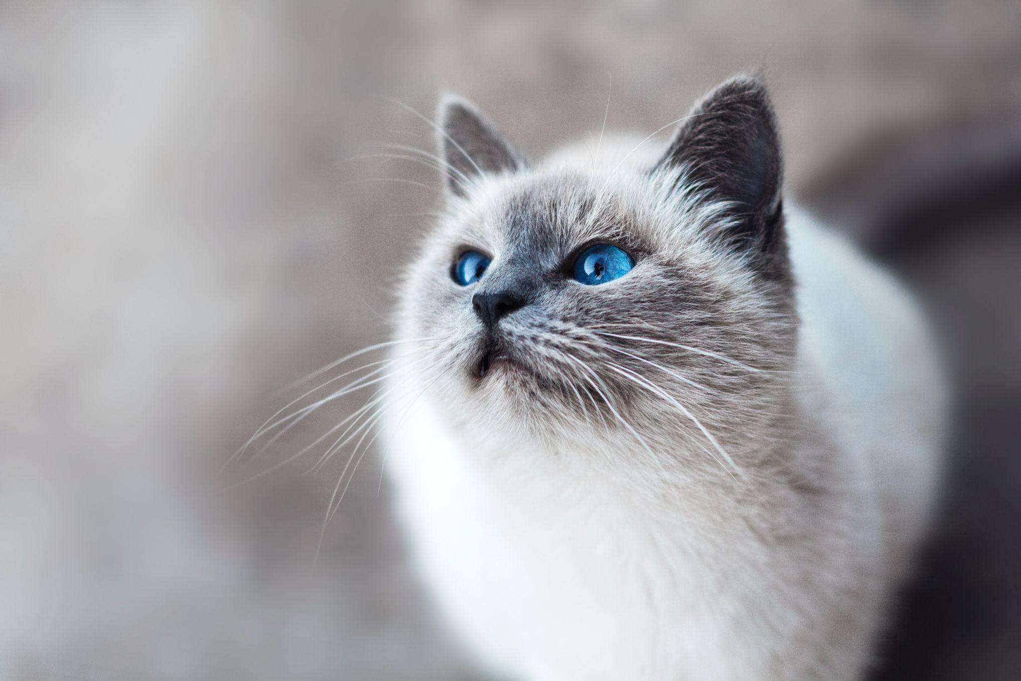 Mèo Anh lông ngắn - Đặc điểm, phân loại, màu sắc, cách nuôi và giá bán - 27
