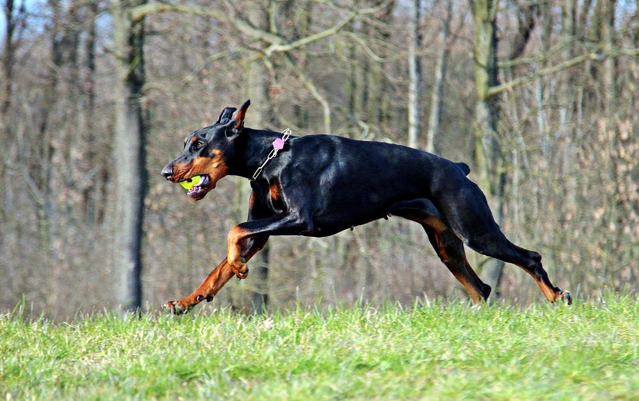 Chó Doberman: Nguồn gốc, đặc điểm, giá bán và cách nuôi - 10