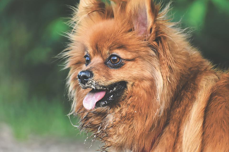 Chó phốc sóc Pomeranian có những loại nào và giá bán - 7