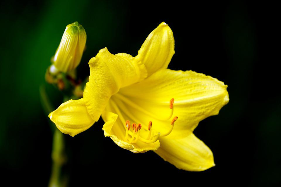 Hoa loa kèn có nghĩa là gì?  Cách trồng và chăm sóc hoa nở đẹp - 7