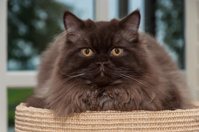 Mèo Anh lông dài - Đặc điểm, phân loại, giá bán và cách nuôi - 36