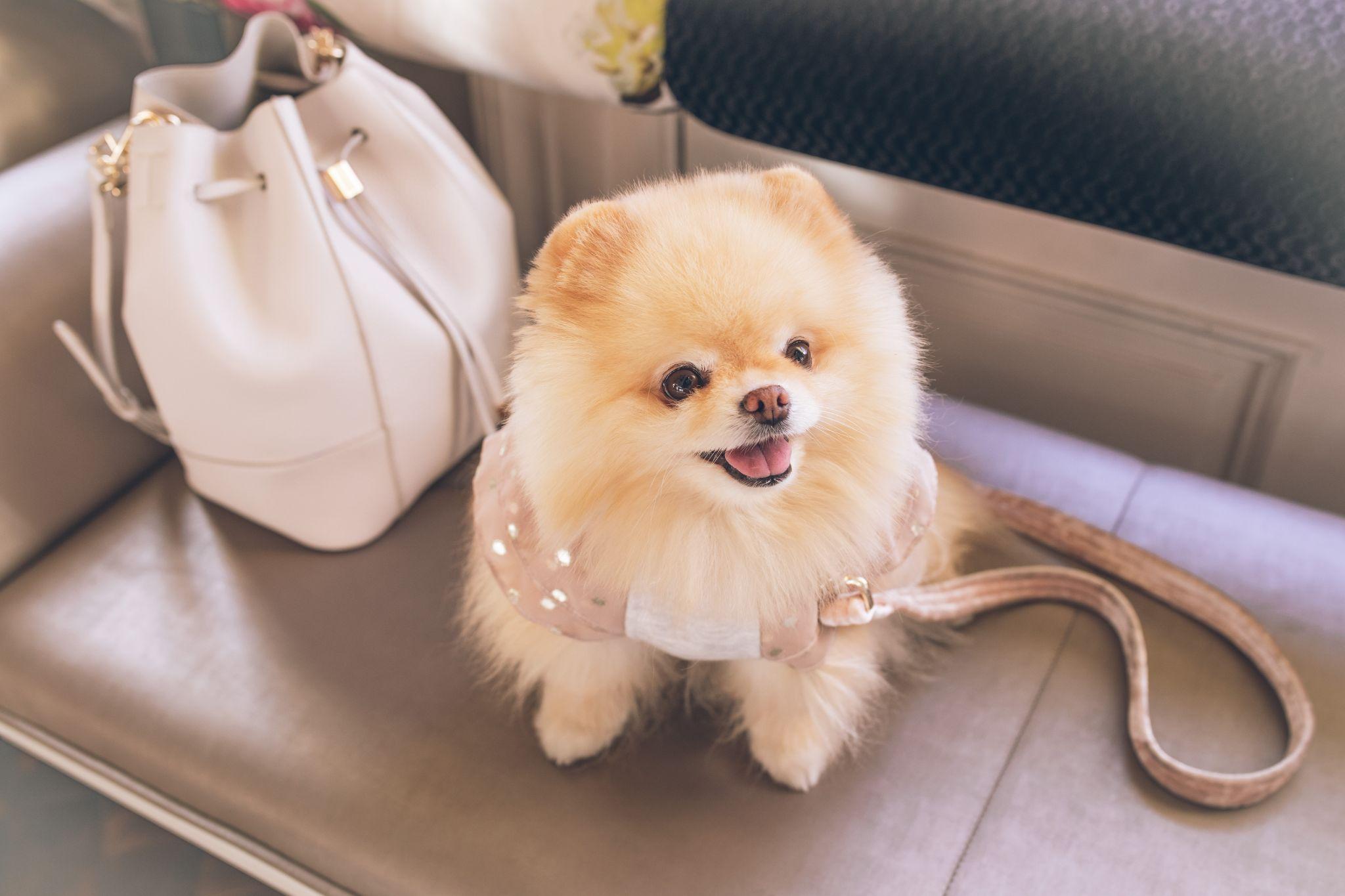 Chó phốc sóc Pomeranian có những loại nào và giá bán - 17