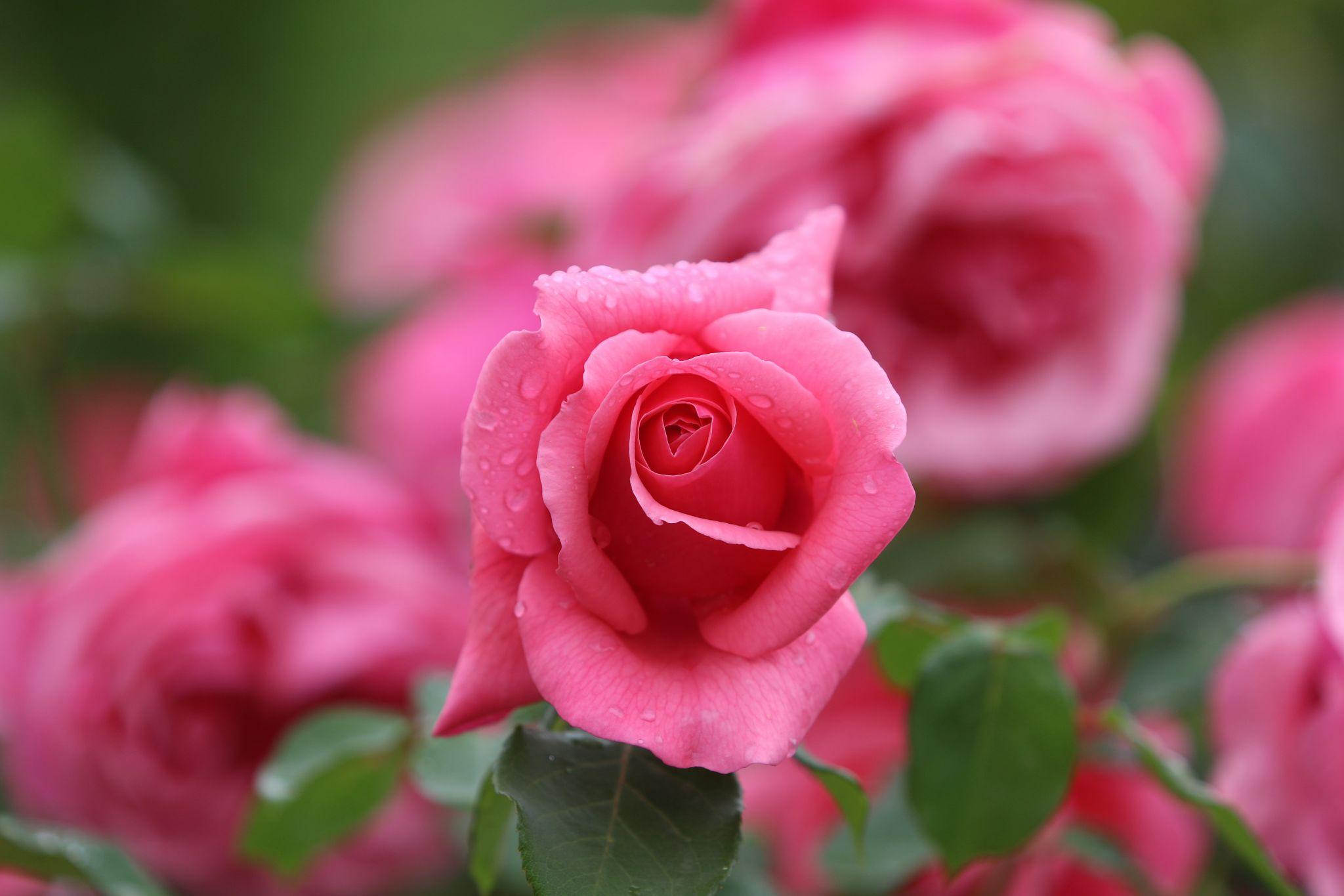 50+ Hình ảnh hoa hồng đẹp nhất và ý nghĩa theo màu sắc - 31