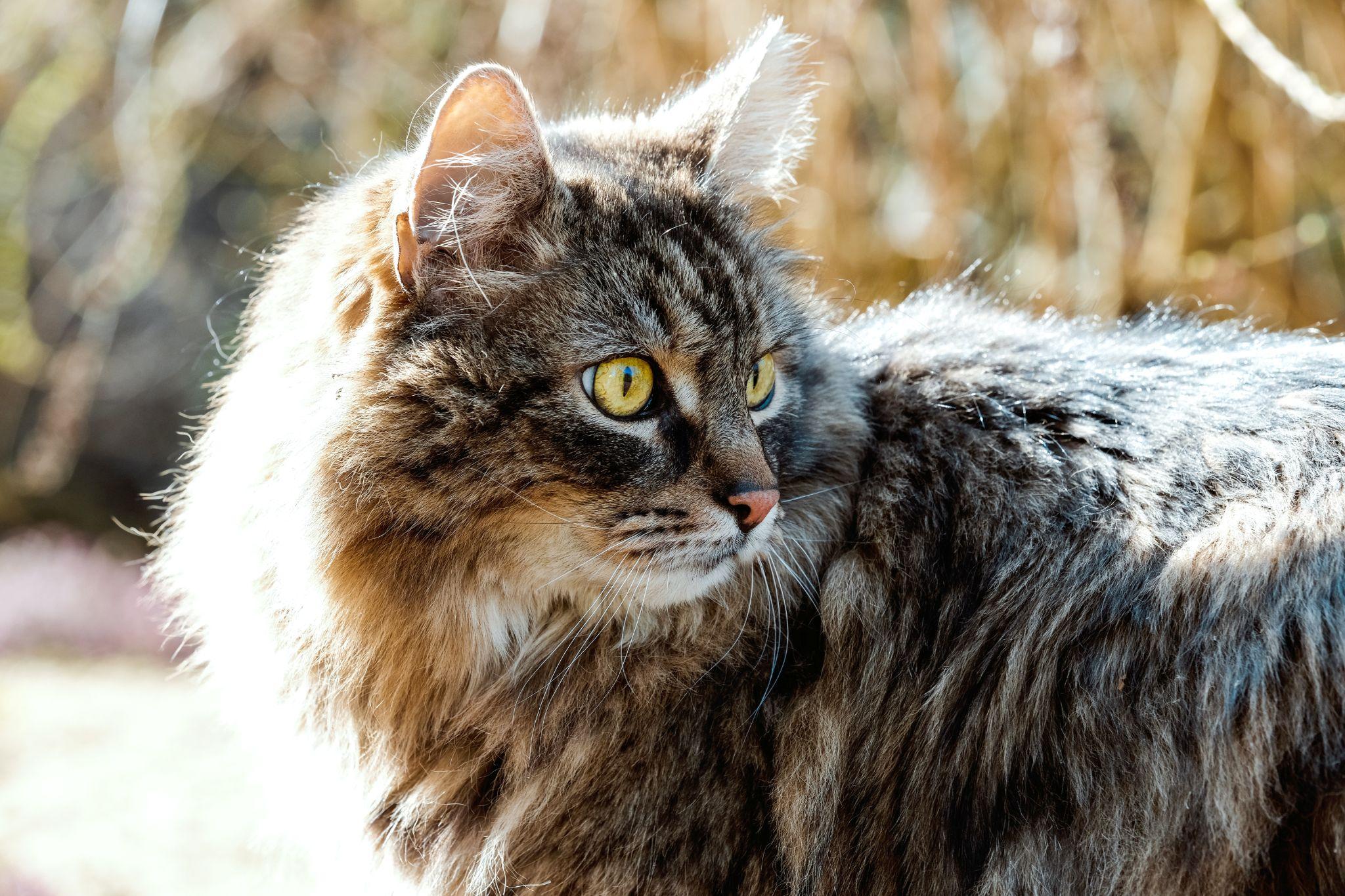 Mèo Anh lông dài - Đặc điểm, phân loại, giá bán và cách nuôi - 5
