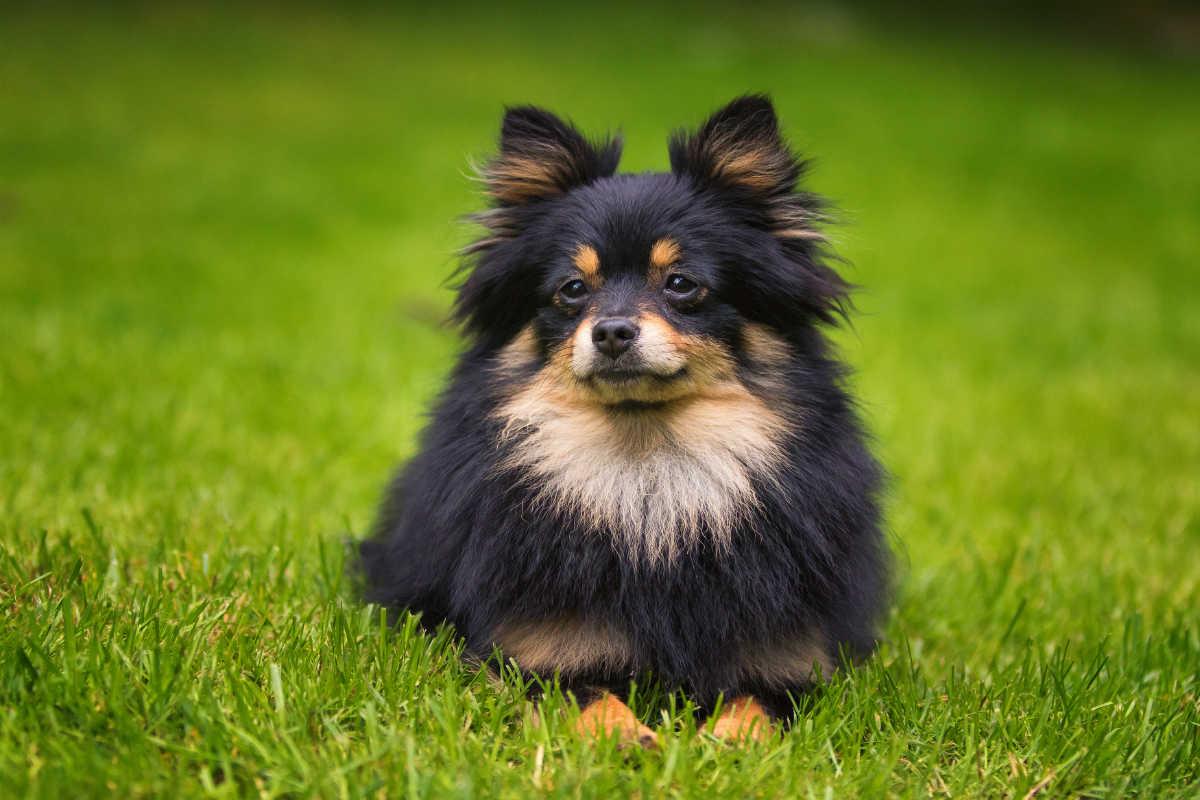 Chó phốc sóc Pomeranian có những loại nào và giá bán - 38