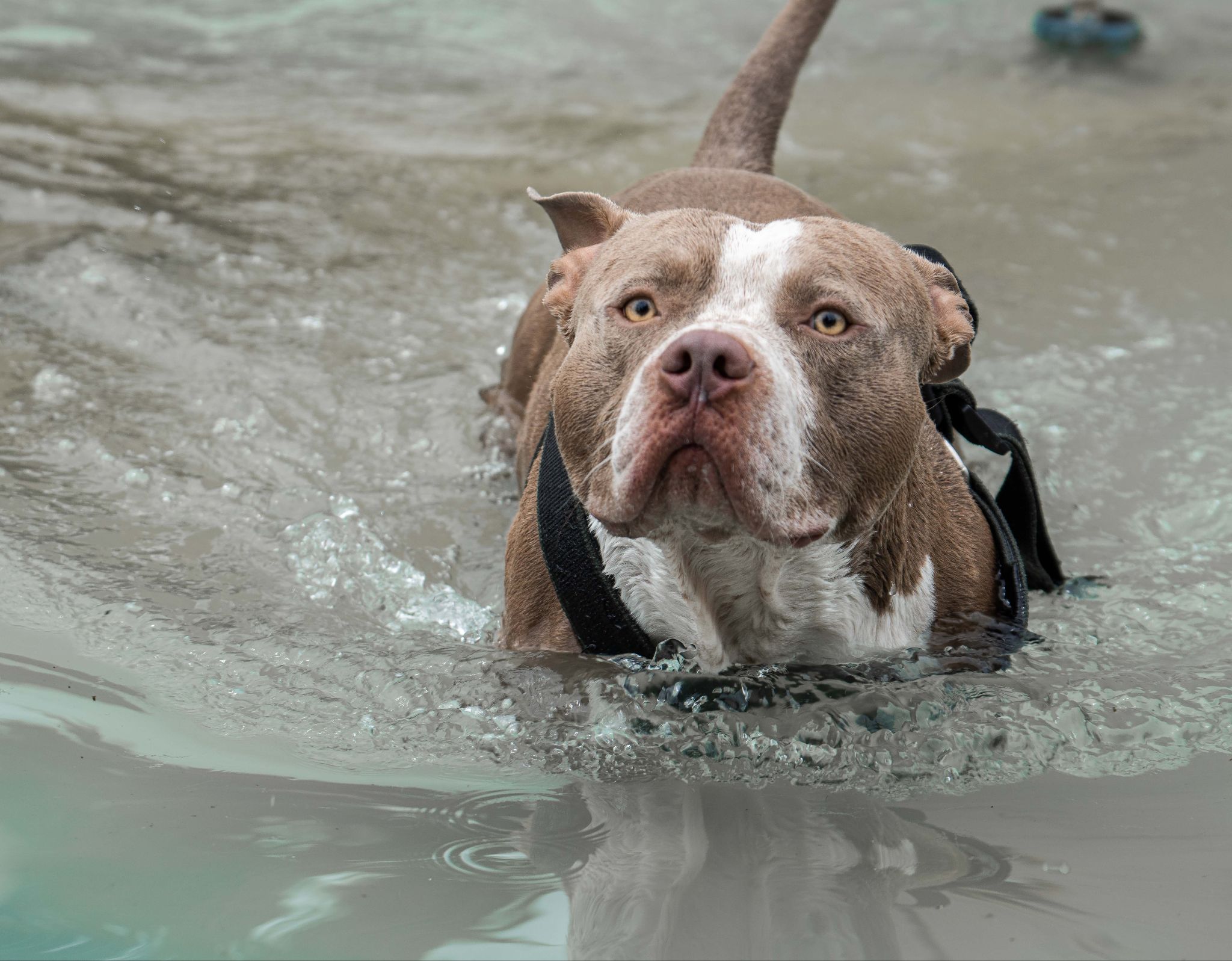 Chó Pitbull thường có tuổi thọ dao động trong khoảng từ 12-14 năm