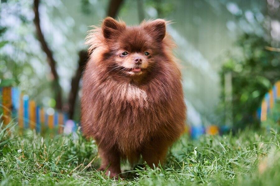 Chó phốc sóc Pomeranian có những loại nào và giá bán - 10