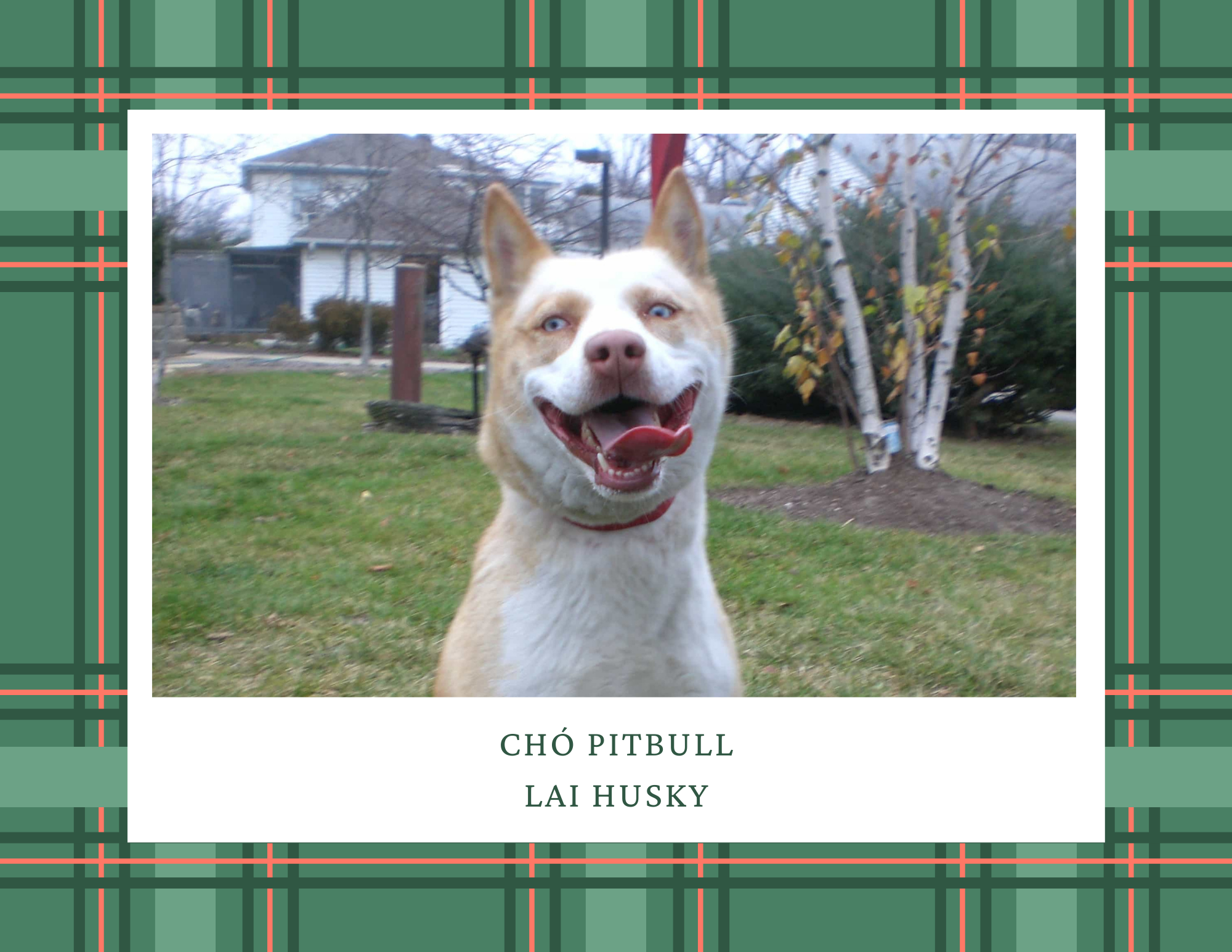 Chó Pitbull - Nguồn gốc, đặc điểm, giá bán và cách thuần hóa - 17