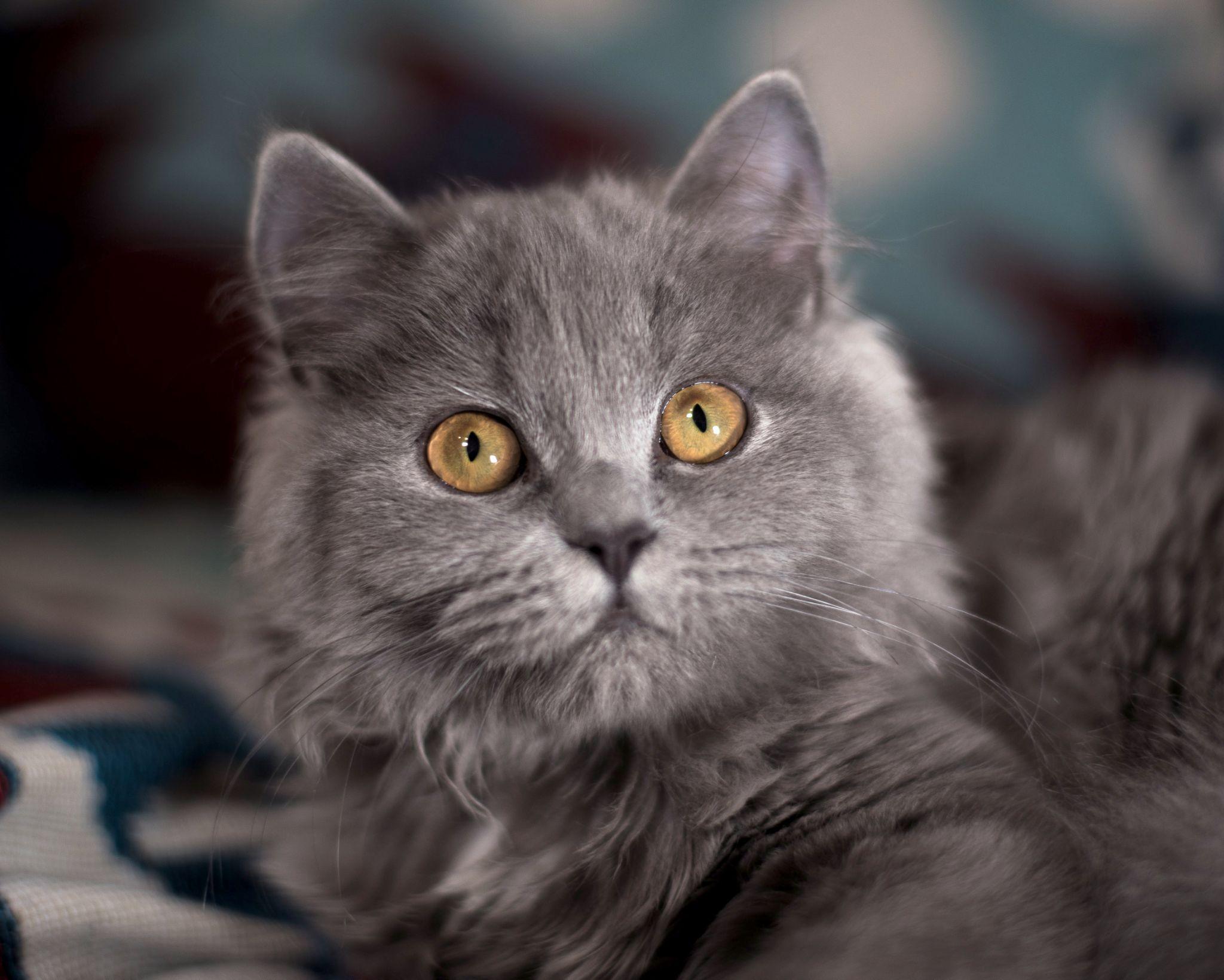 Mèo Anh lông dài - Đặc điểm, phân loại, giá bán và cách nuôi - 15