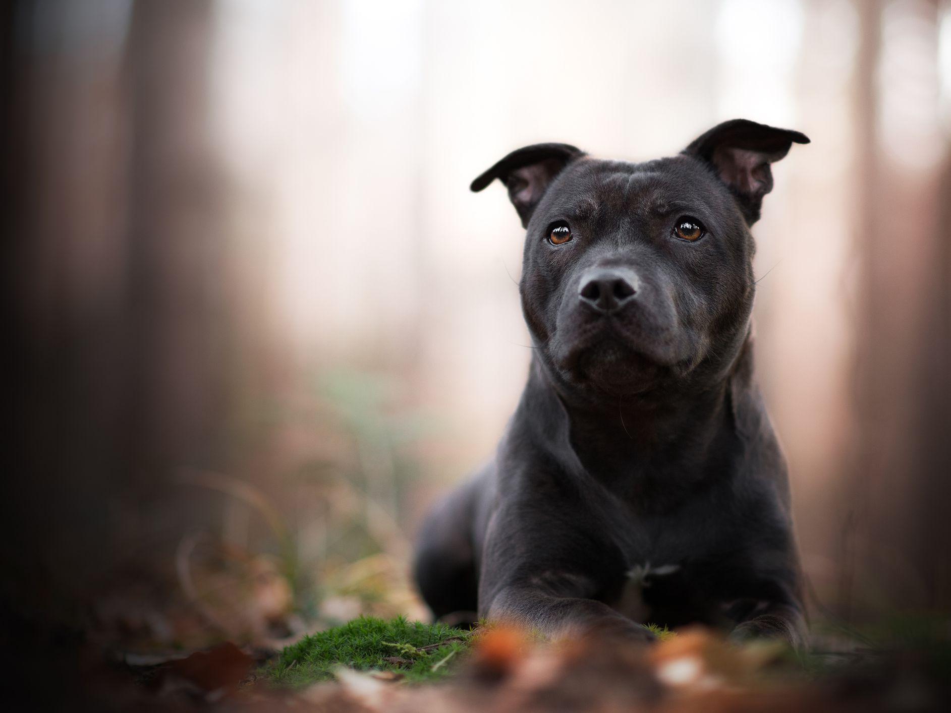 Chó Pitbull - Nguồn gốc, đặc điểm, giá bán và cách thuần hóa - 13