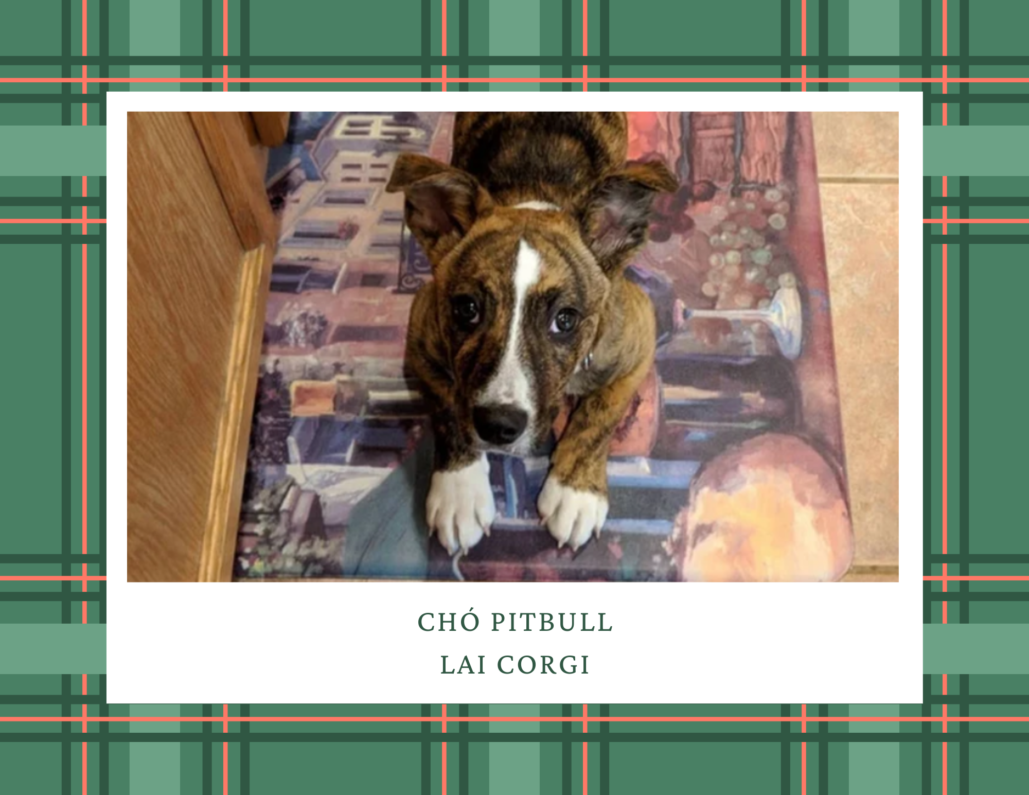 Chó Pitbull - Nguồn gốc, đặc điểm, giá bán và cách thuần hóa - 18
