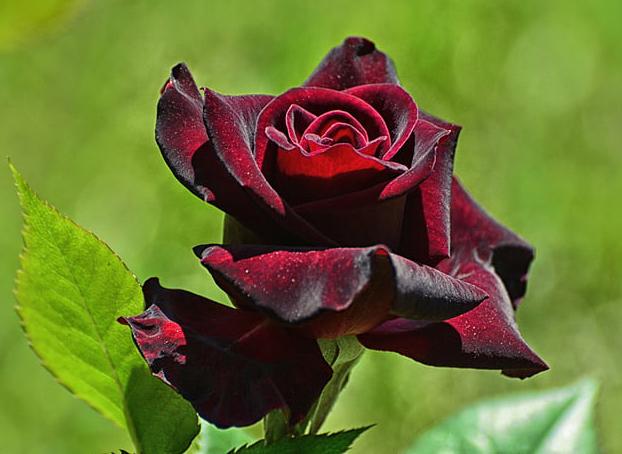 Tải về Hình nền hoa hồng - Bộ ảnh hoa hồng đẹp, lãng mạn