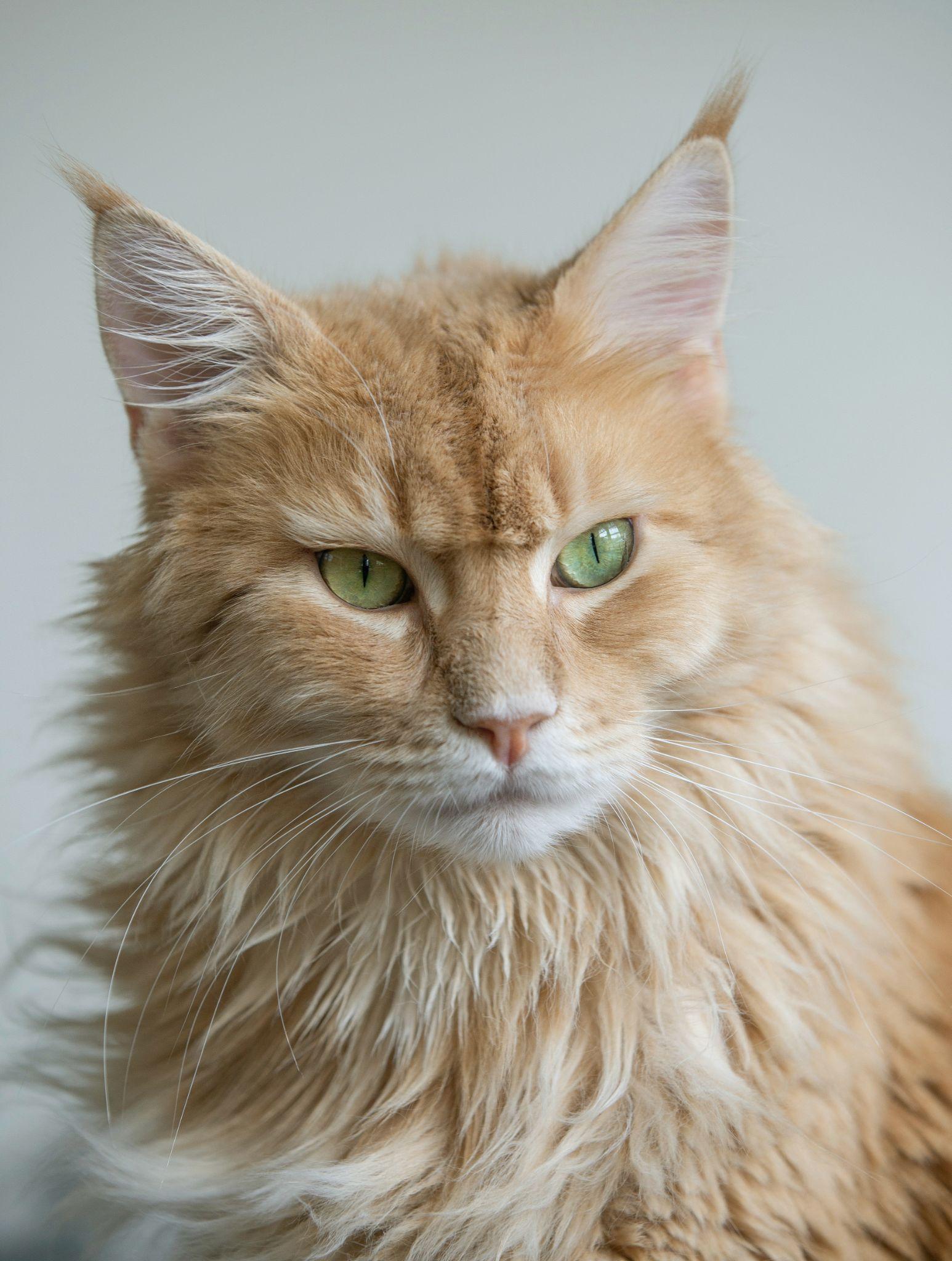 Mèo Anh lông dài - Đặc điểm, phân loại, giá bán và cách nuôi - 20