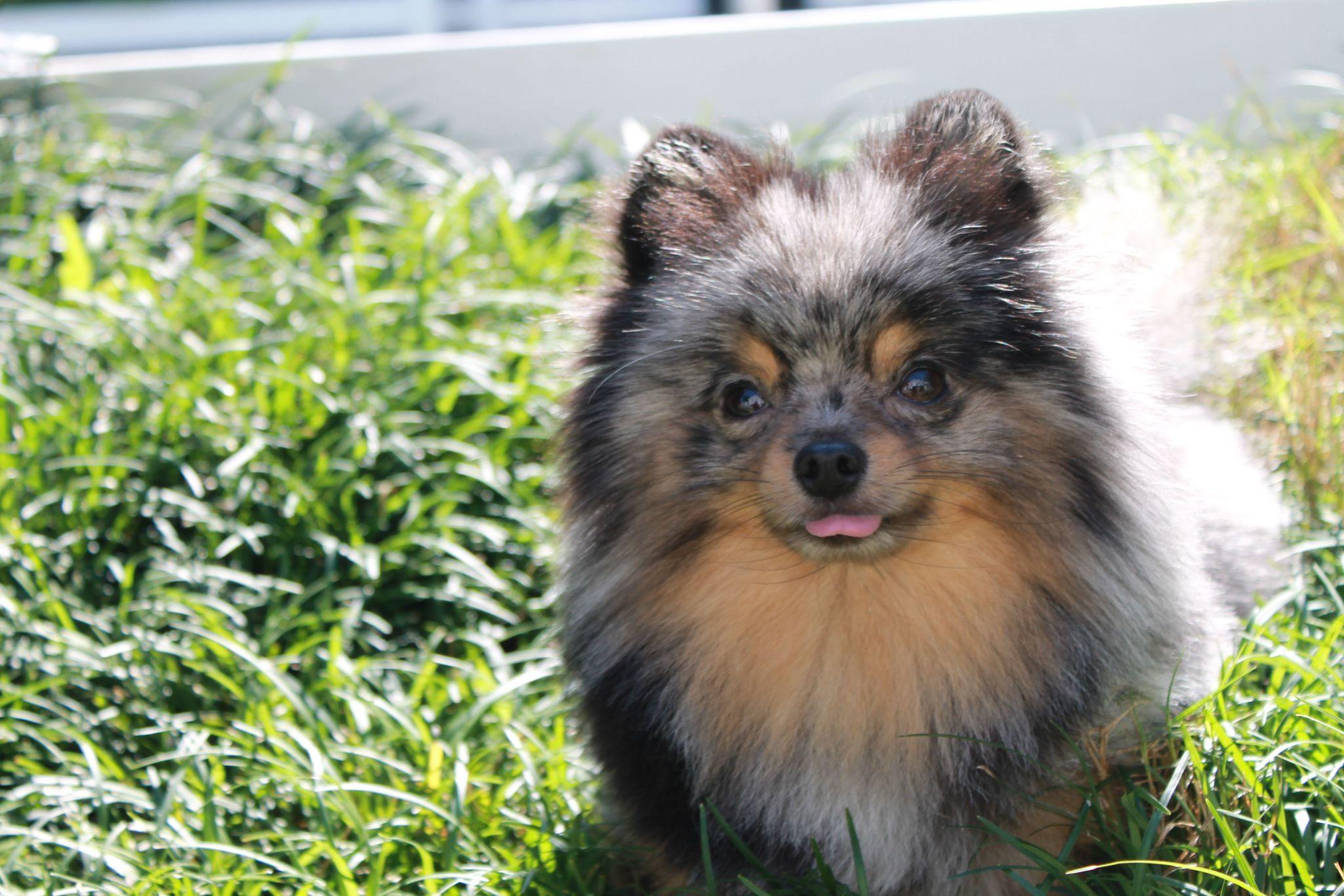 Chó phốc sóc Pomeranian có những loại nào và giá bán - 41