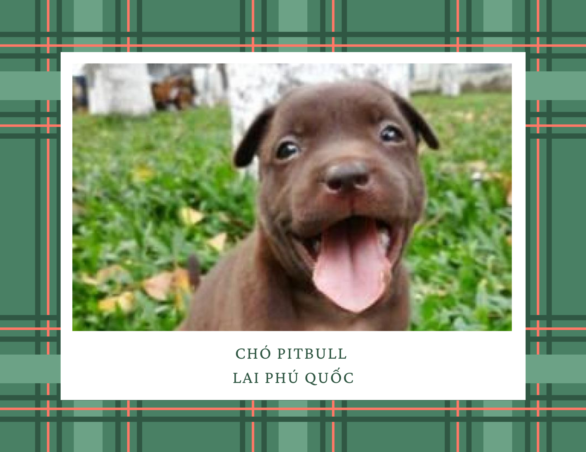 Chó Pitbull - Nguồn gốc, đặc điểm, giá bán và cách thuần hóa - 15