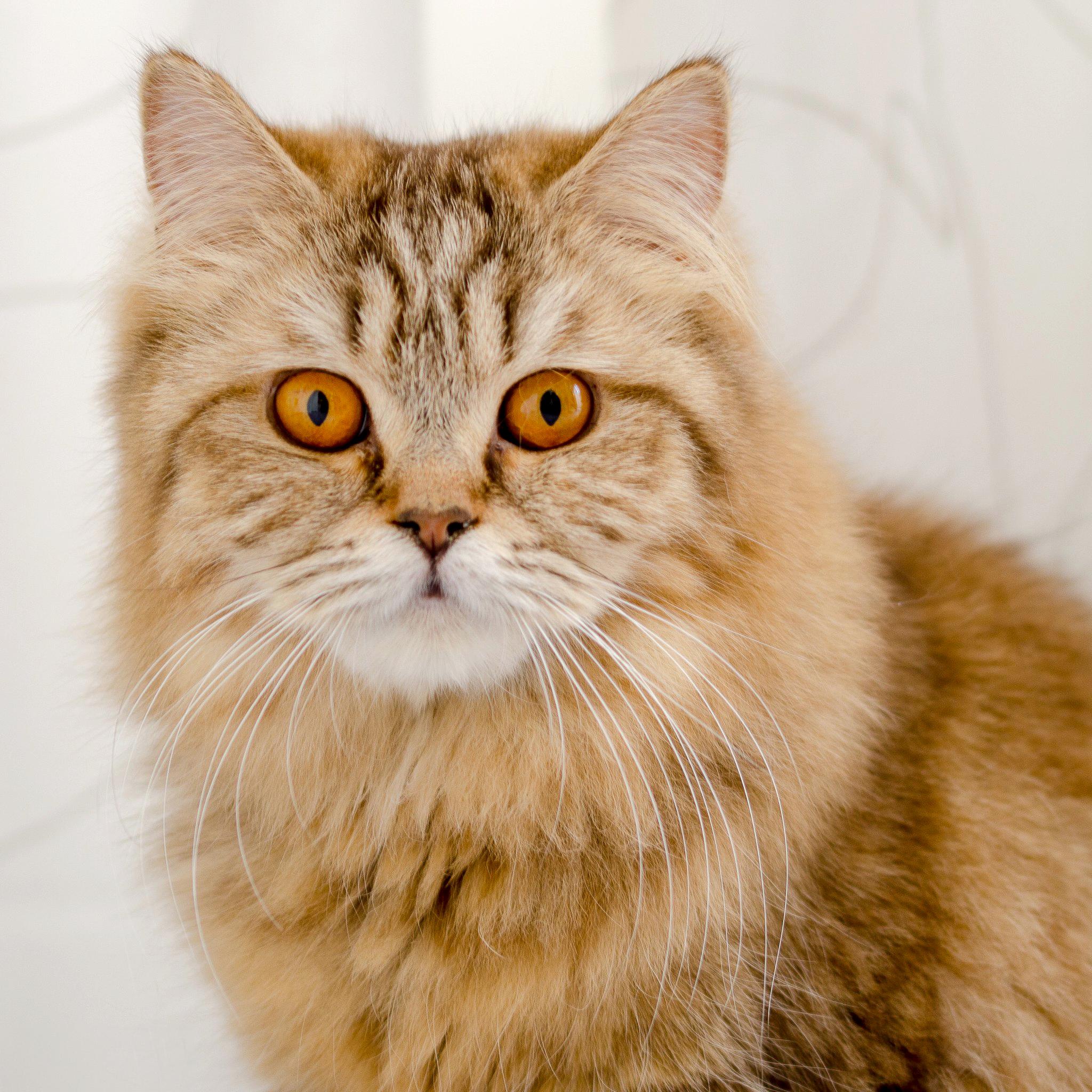 Mèo Anh lông dài - Đặc điểm, phân loại, giá bán và cách nuôi - 14