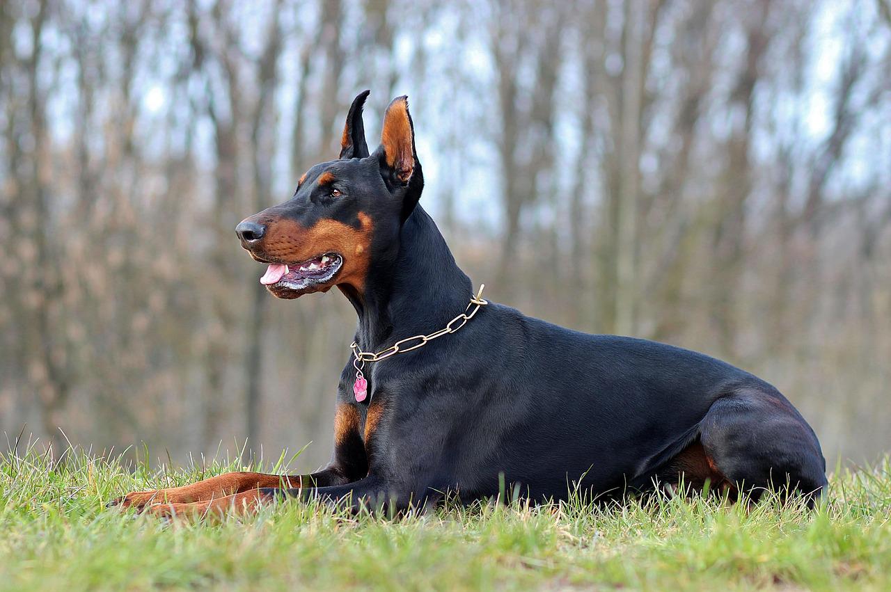 Chó Doberman màu đen