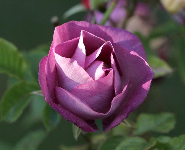 50+ Hình ảnh hoa hồng đẹp nhất và ý nghĩa theo màu sắc - 43