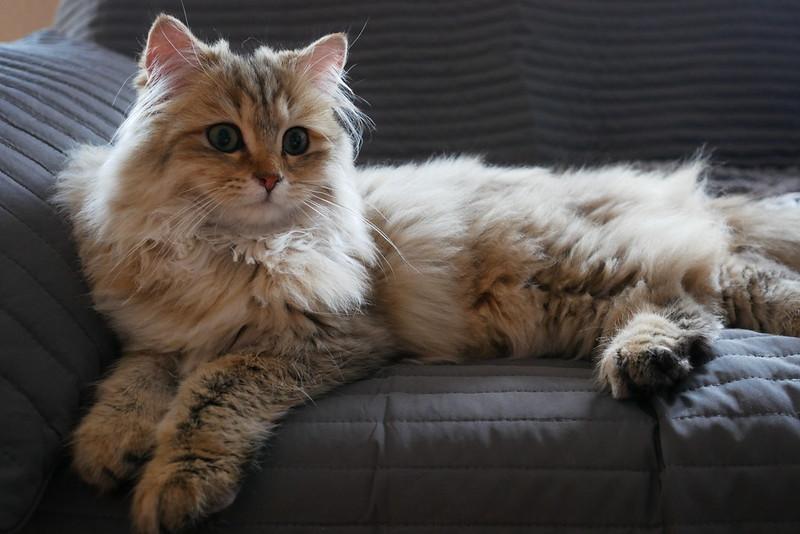 Mèo Anh lông dài - Đặc điểm, phân loại, giá bán và cách nuôi - 39