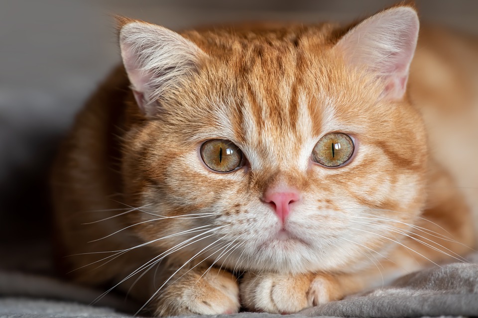 Mèo Anh lông ngắn - Đặc điểm, phân loại, màu sắc, cách nuôi và giá bán - 14