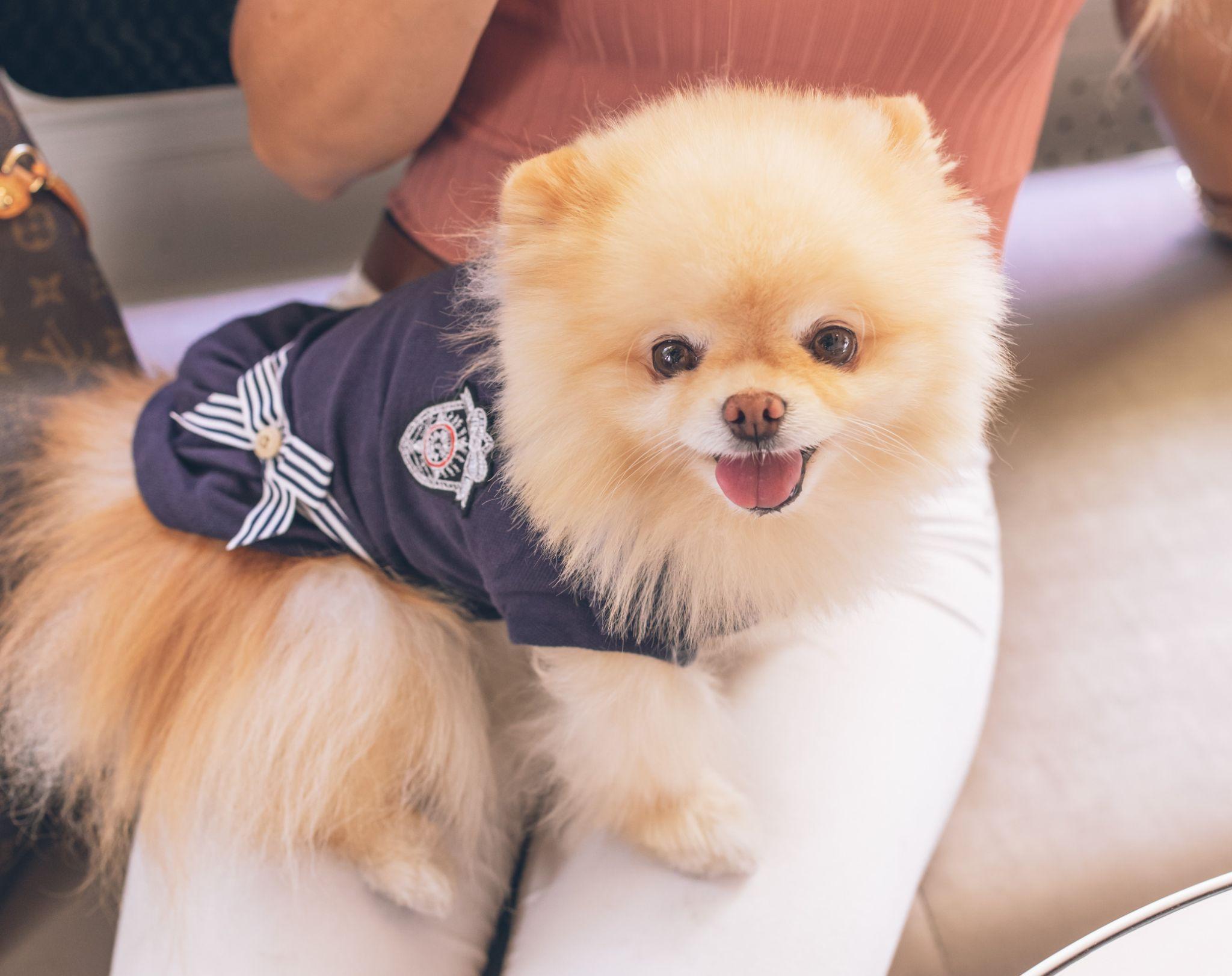 Chó phốc sóc Pomeranian có những loại nào và giá bán - 5