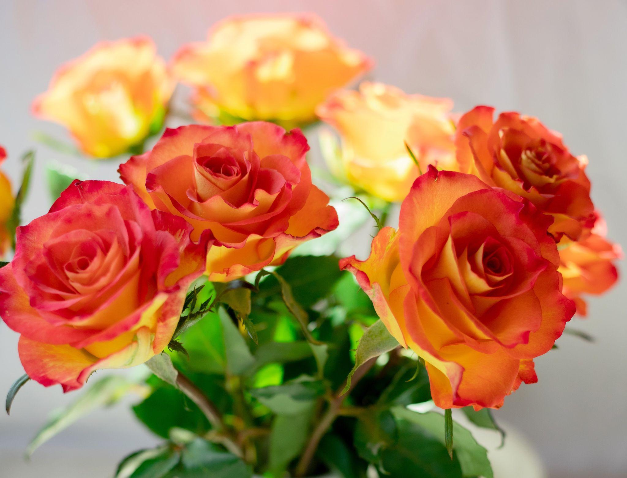Hình nền : Hoa hồng, Cây bụi, Bầu trời, Độ sắc nét, đẹp 4600x3050 - wallup  - 667798 - Hình nền đẹp hd - WallHere