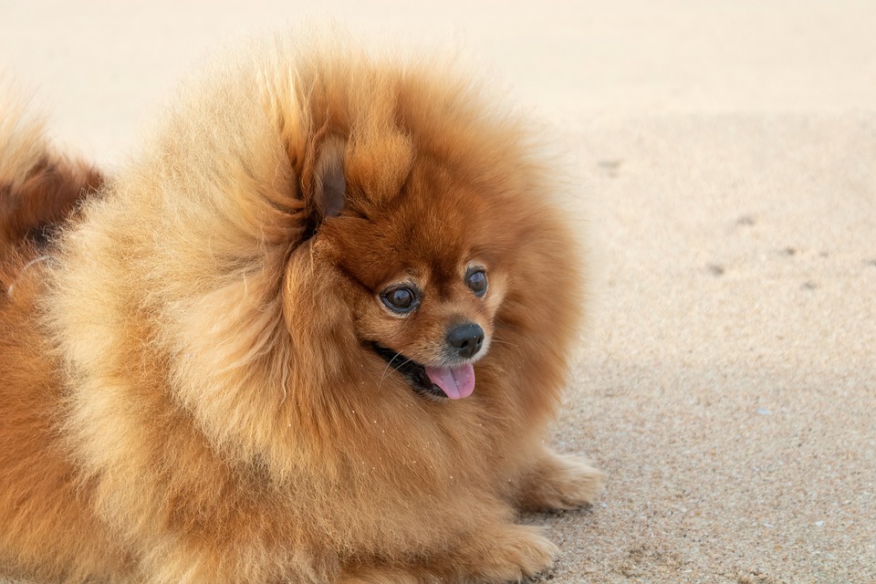 Chó phốc sóc Pomeranian có những loại nào và giá bán - 37