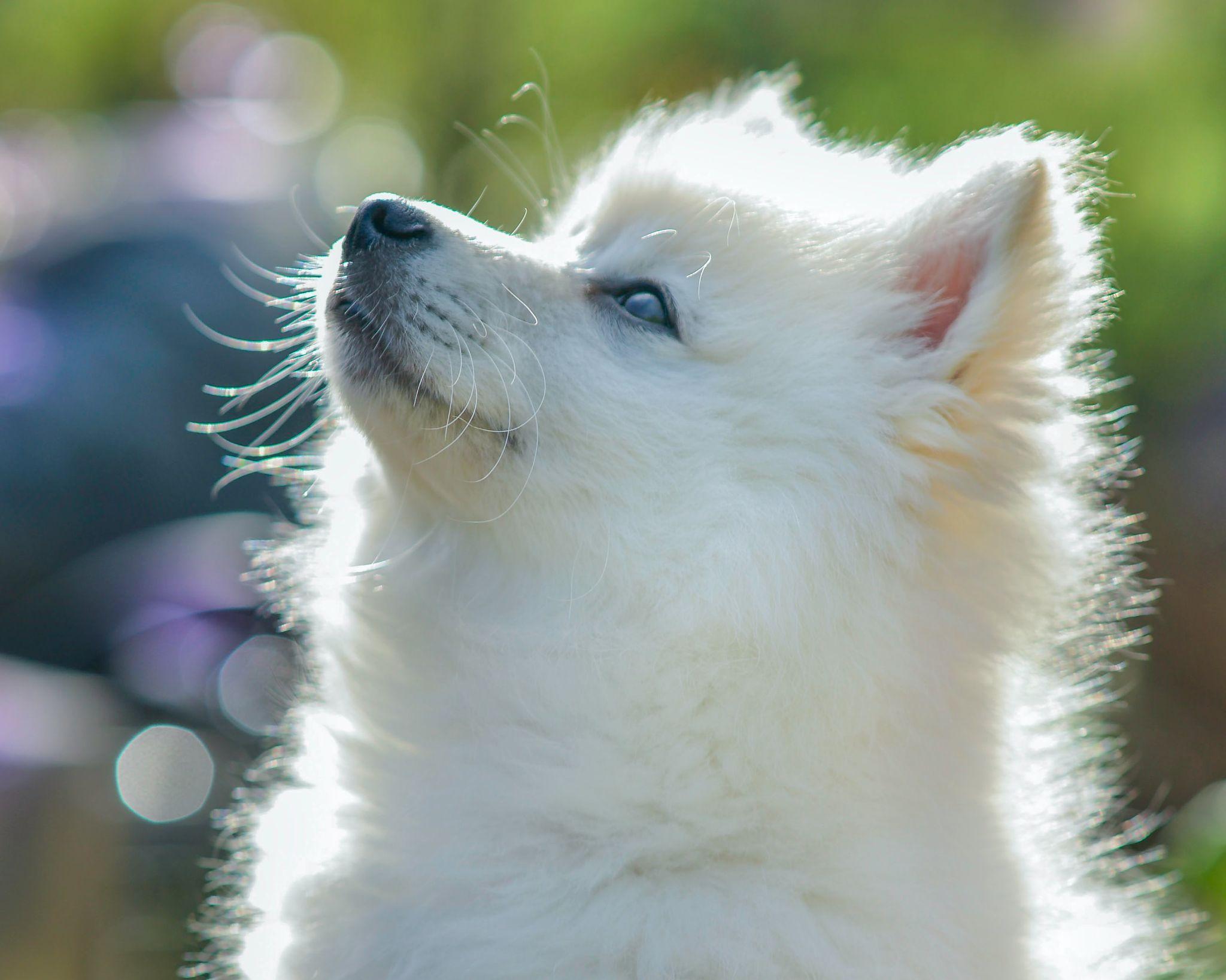 Chó phốc sóc Pomeranian có những loại nào và giá bán - 36