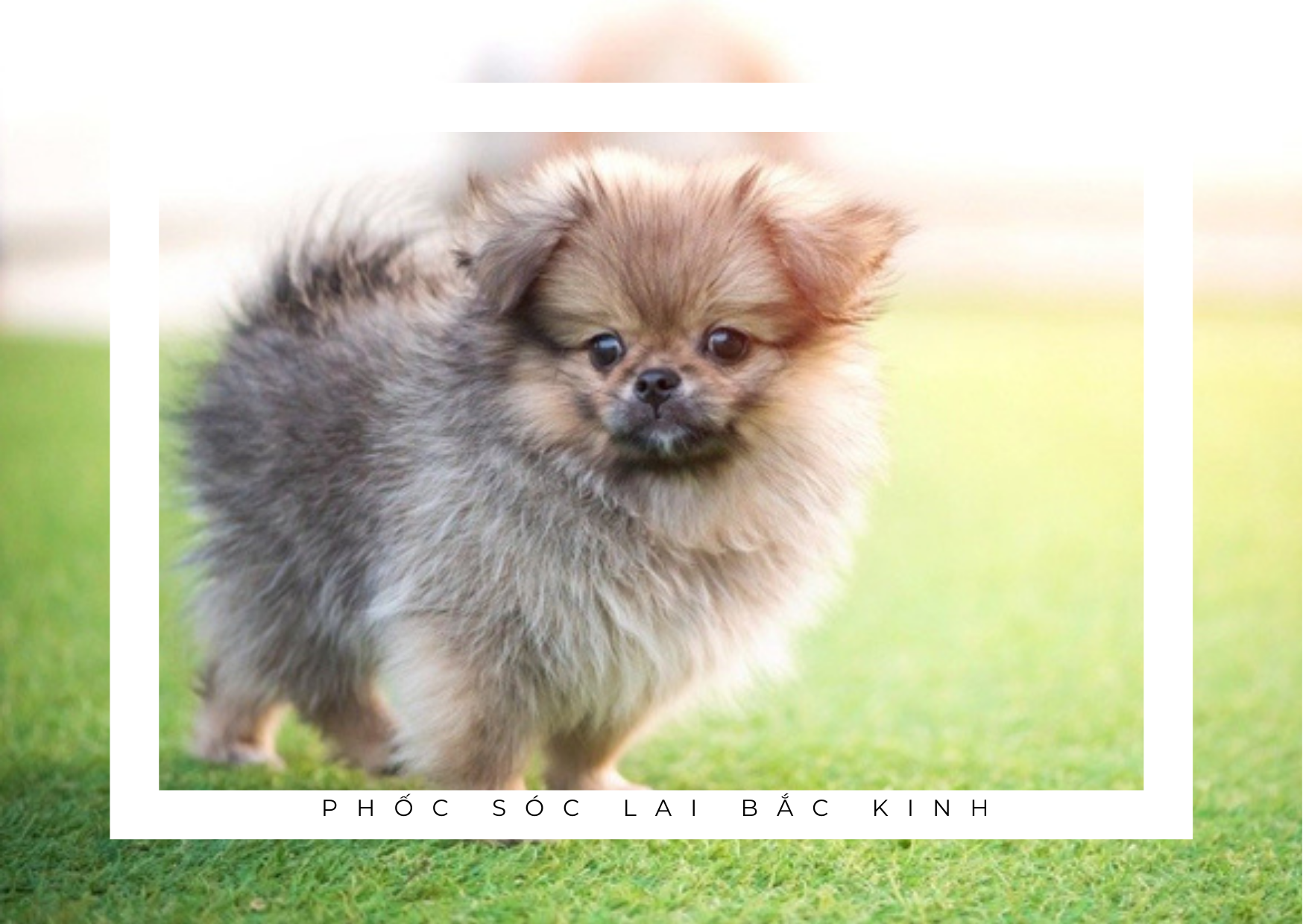 Chó phốc sóc Pomeranian có những loại nào và giá bán - 22