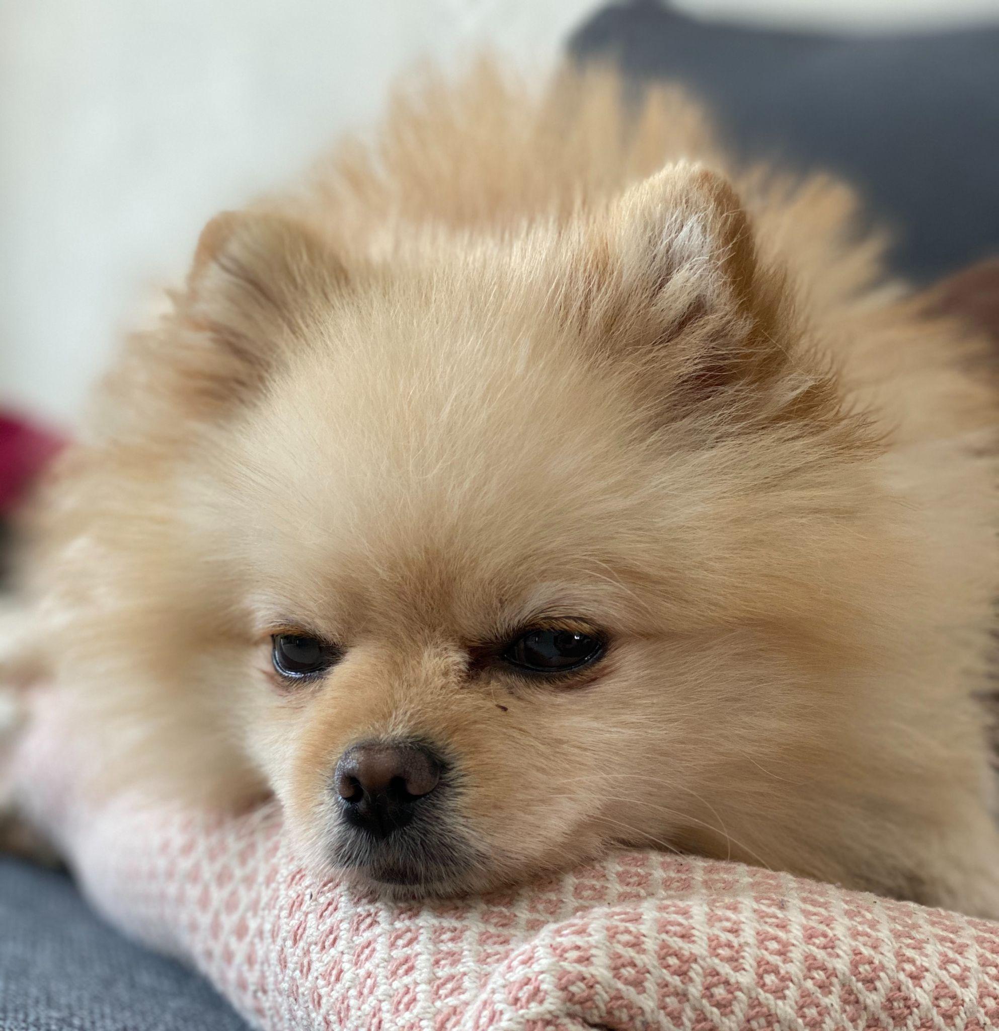 Chó phốc sóc Pomeranian có những loại nào và giá bán - 33