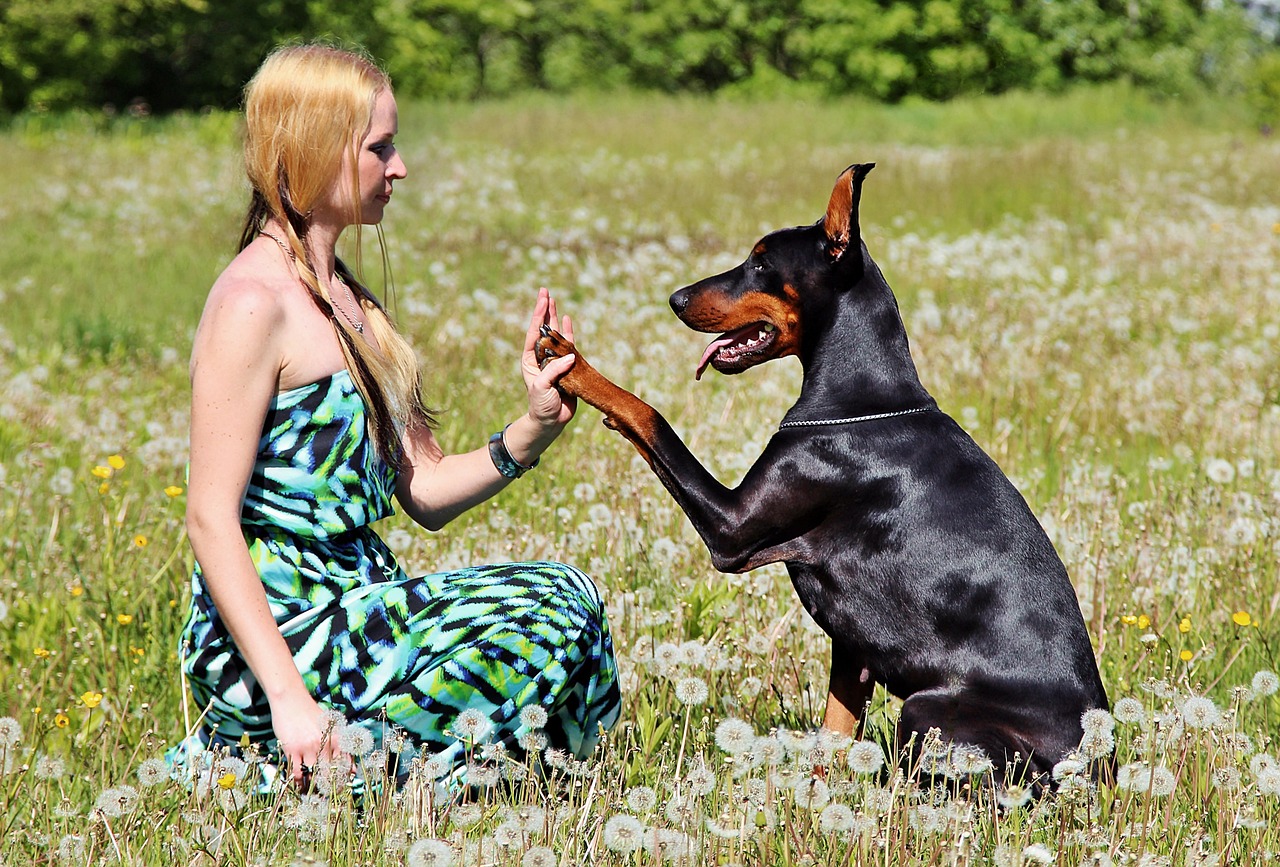 Chó Doberman: Nguồn gốc, đặc điểm, giá bán và cách nuôi - 8