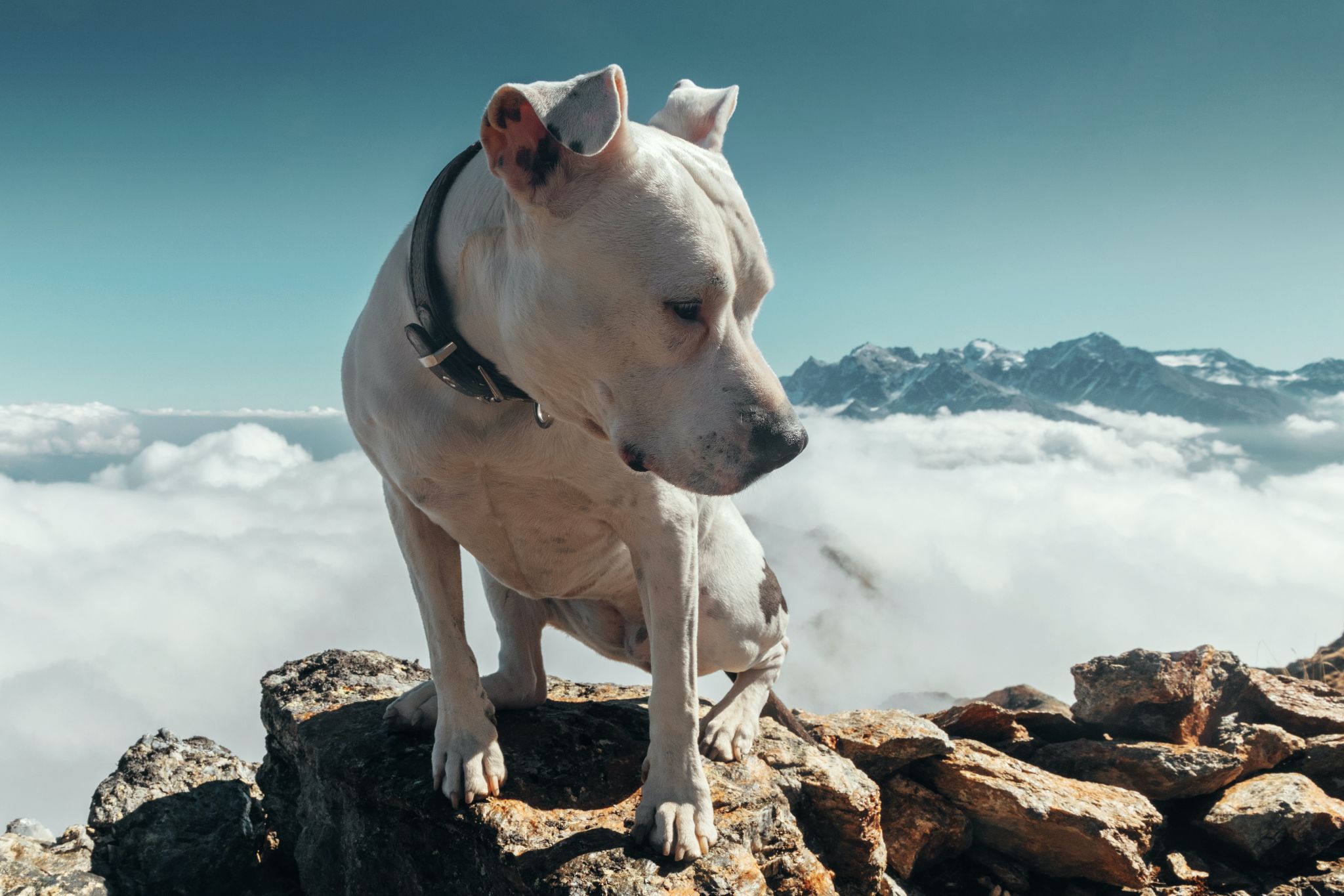 Chó Pitbull - Nguồn gốc, đặc điểm, giá bán và cách thuần hóa - 32