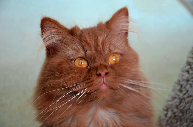 Mèo Anh lông dài - Đặc điểm, phân loại, giá bán và cách nuôi - 19