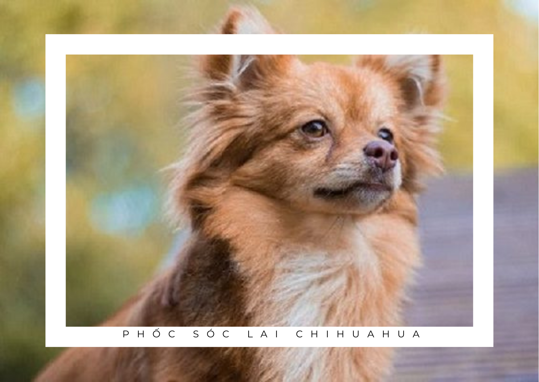 Chó phốc sóc Pomeranian có những loại nào và giá bán - 27