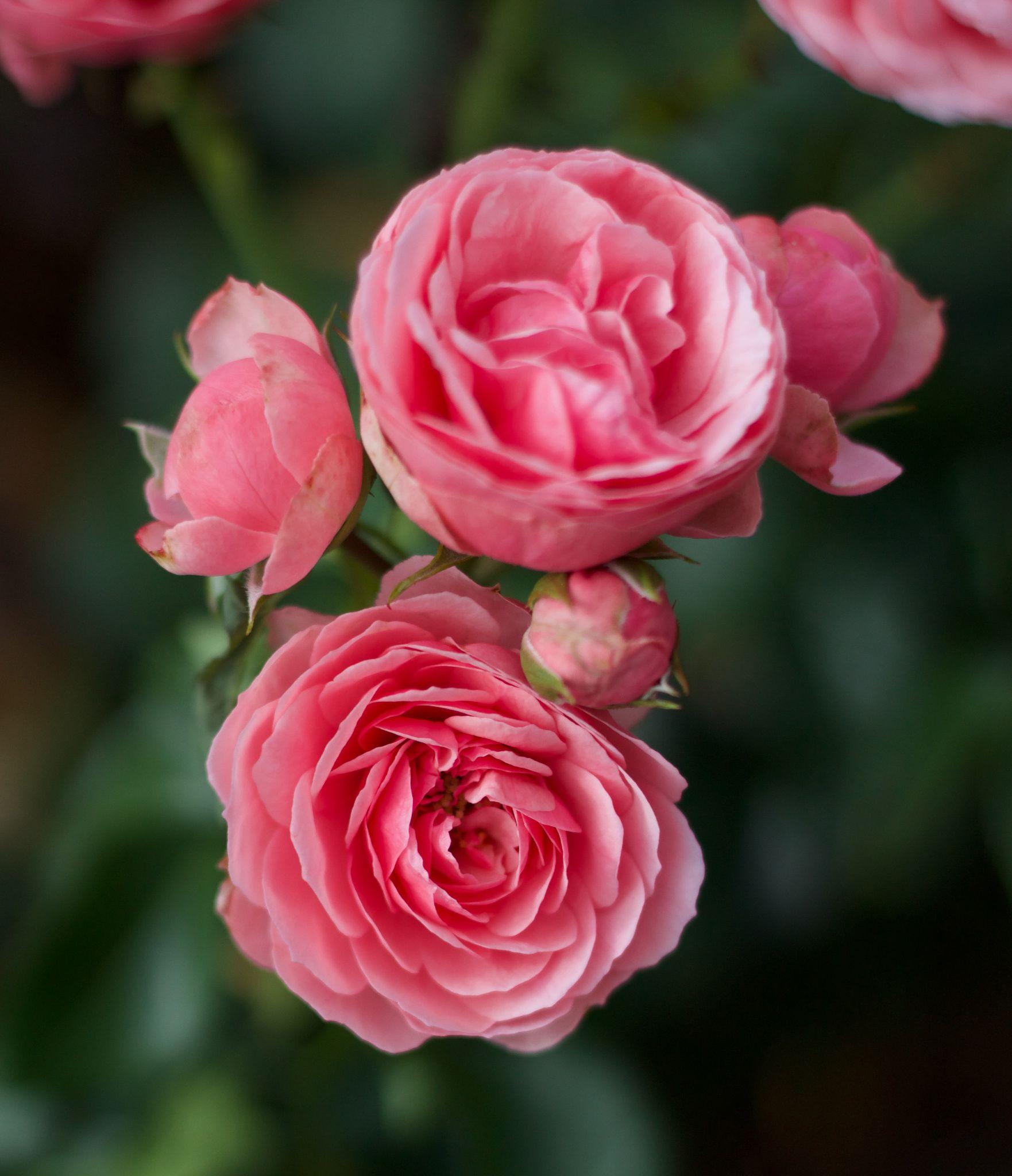 50+ Hình ảnh hoa hồng đẹp nhất và ý nghĩa theo màu sắc - 47