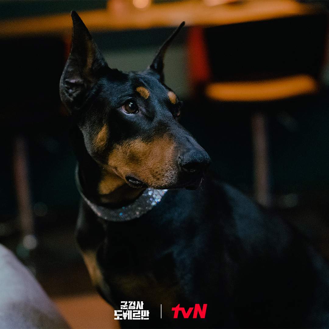 Hình ảnh chú chó Doberman trong phim Military Prosecutor Doberman (2022)