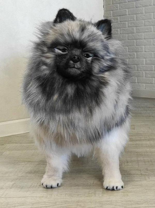 Chó phốc sóc Pomeranian có những loại nào và giá bán - 20