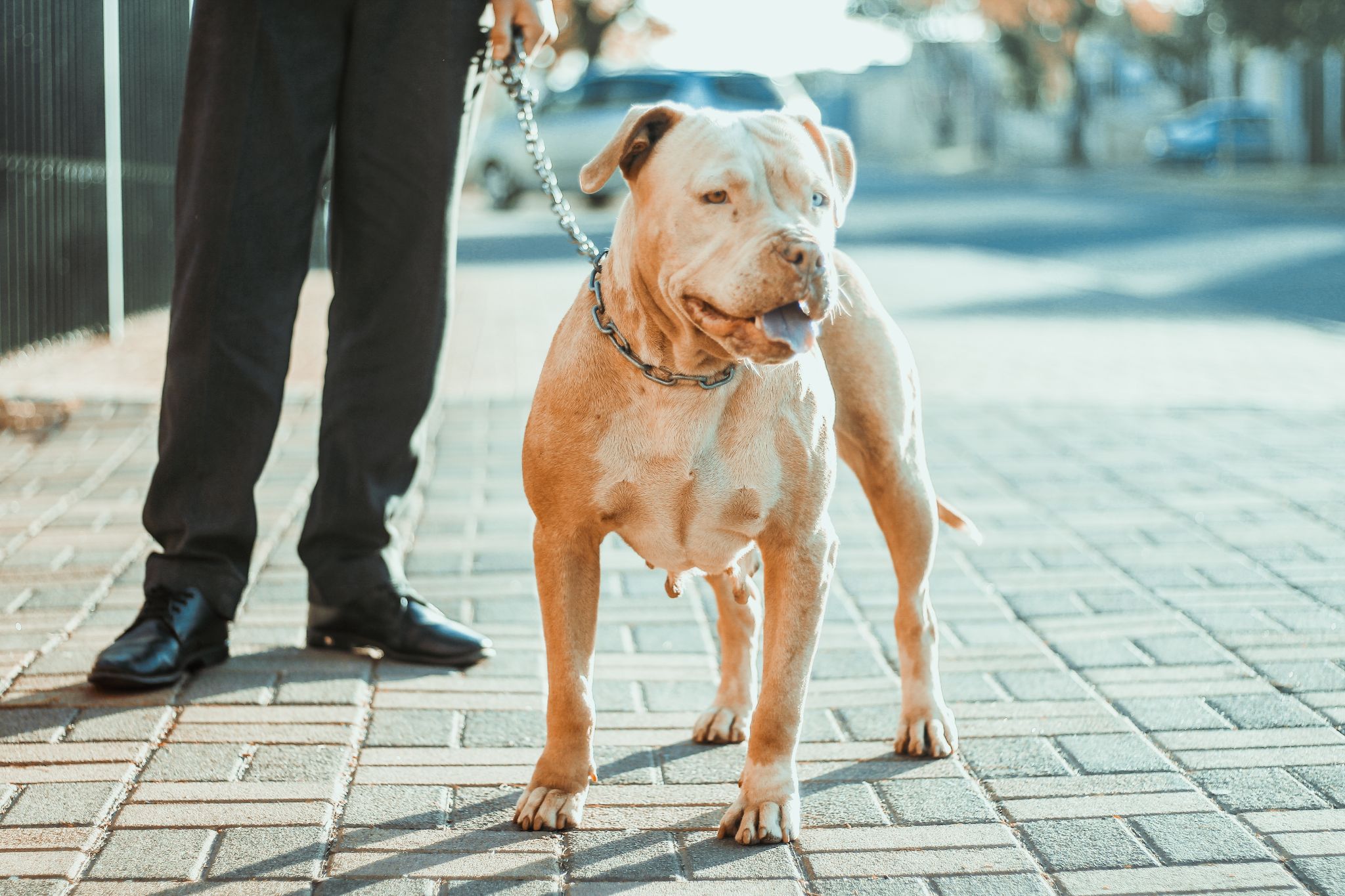 Chó Pitbull - Nguồn gốc, đặc điểm, giá bán và cách thuần hóa - 24