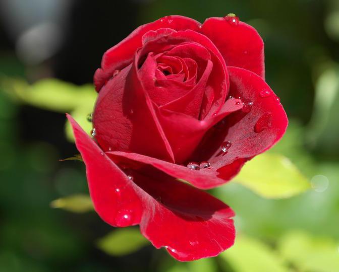 50+ Hình ảnh hoa hồng đẹp nhất và ý nghĩa theo màu sắc - 48
