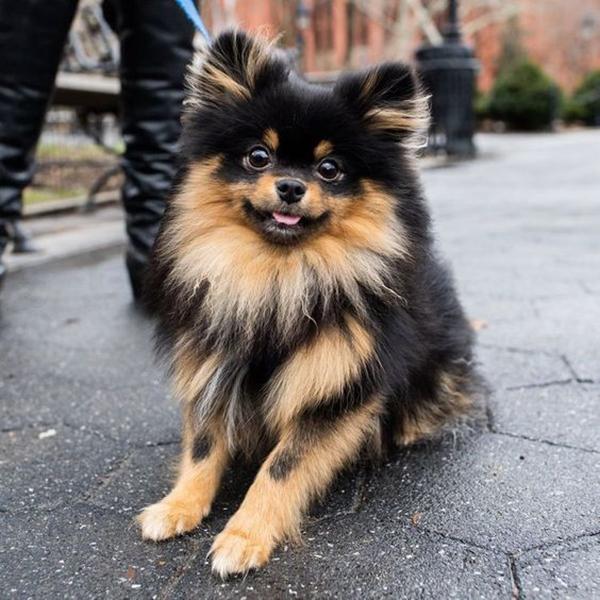 Chó phốc sóc Pomeranian có những loại nào và giá bán - 29