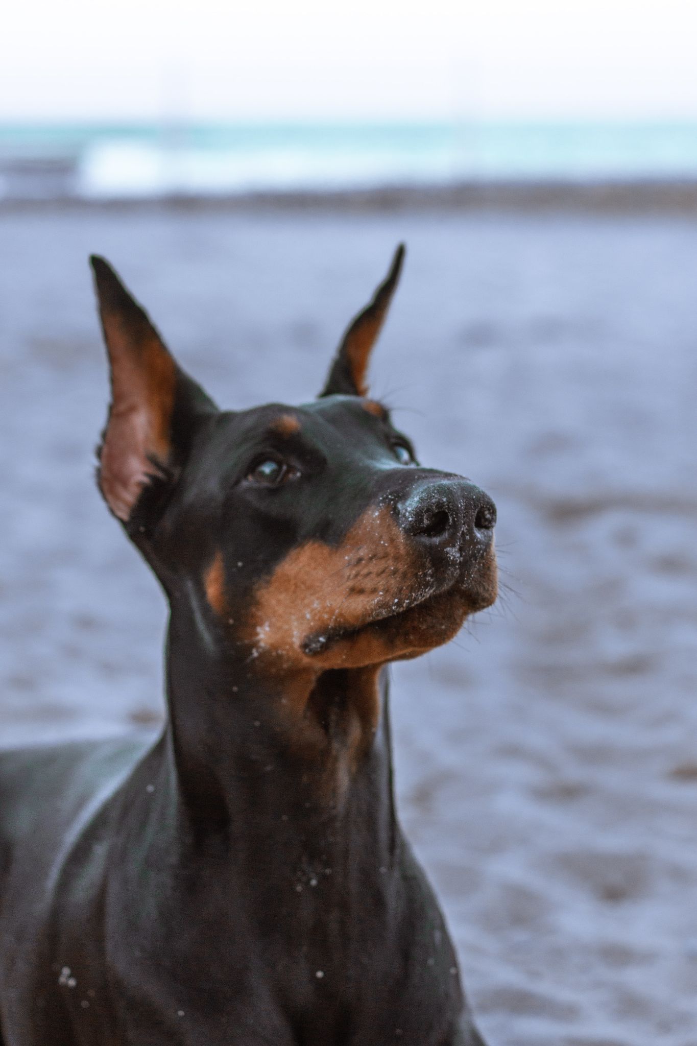 Chó Doberman: Nguồn gốc, đặc điểm, giá bán và cách nuôi - 16