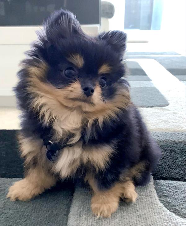 Chó phốc sóc Pomeranian có những loại nào và giá bán - 14