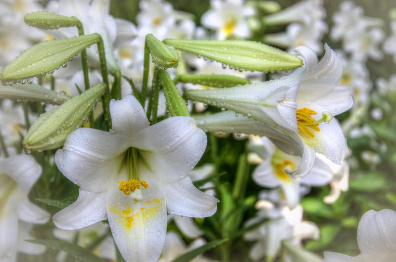 Hoa loa kèn có nghĩa là gì?  Cách trồng và chăm sóc hoa nở đẹp - 11