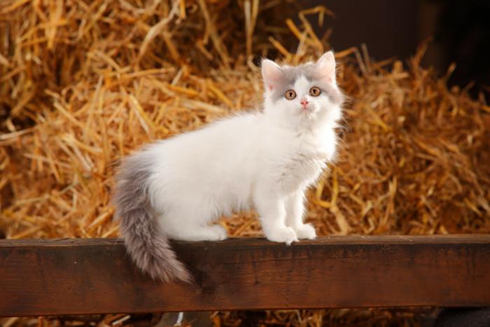 Mèo Anh lông dài - Đặc điểm, phân loại, giá bán và cách nuôi - 25