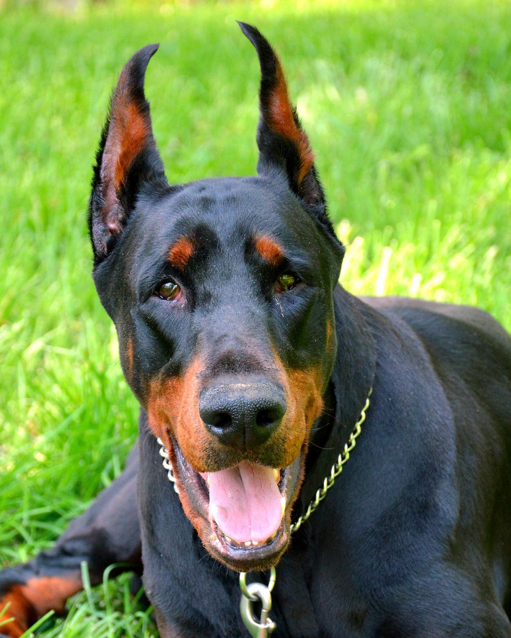 Chó Doberman: Nguồn gốc, đặc điểm, giá bán và cách nuôi - 17