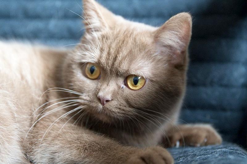 Mèo Anh lông ngắn - Đặc điểm, phân loại, màu sắc, cách nuôi và giá bán - 18