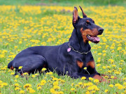 Nhà đẹp - Chó Doberman: Nguồn gốc, đặc điểm, giá bán và cách nuôi