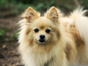Nhà đẹp - Chó phốc sóc Pomeranian có những loại nào và giá bán