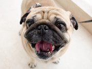 Nhà đẹp - Chó Pug: Nguồn gốc, đặc điểm, giá bán và cách chăm sóc